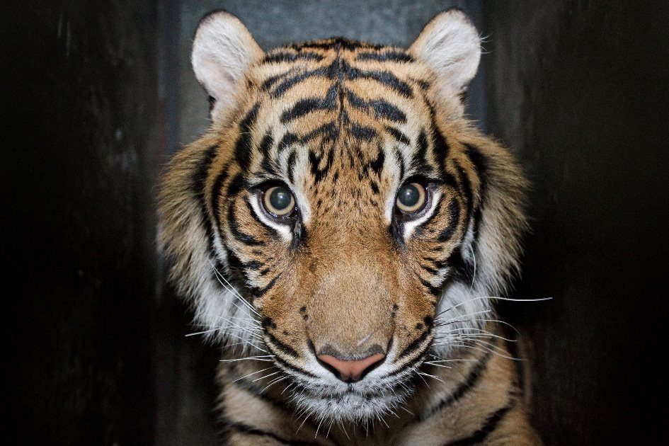 Foto (c) Tomáš Adamec, Zoo Praha